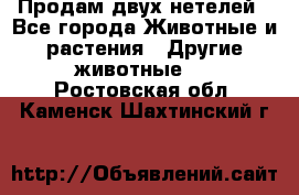 Продам двух нетелей - Все города Животные и растения » Другие животные   . Ростовская обл.,Каменск-Шахтинский г.